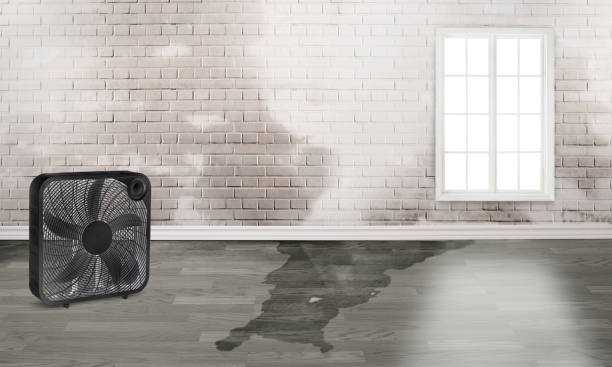 Best Water damage restoration near me  in Goshen, AR